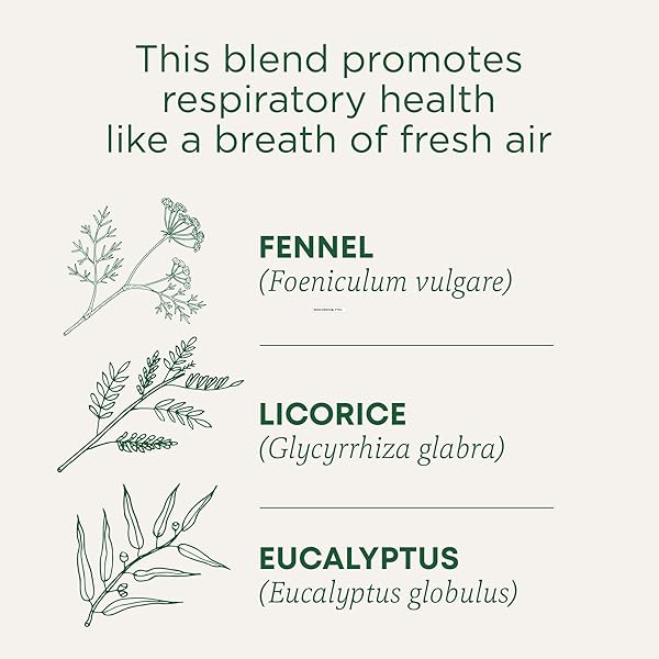 TRADITIONAL MEDICINALS TEA, ORGANIC BREATHE EASY, PROMOTES RESPIRATORY HEALTH, 16 TEA BAGS