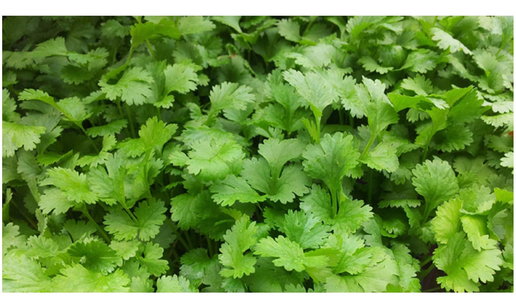 PREMIER SEEDS DIRECT - HERB - Coriander - 1000 Seeds - Organic (for Germinating)