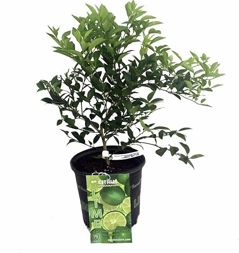 Key Lime Tree Shipping In Late Spring 17 Only Canadian