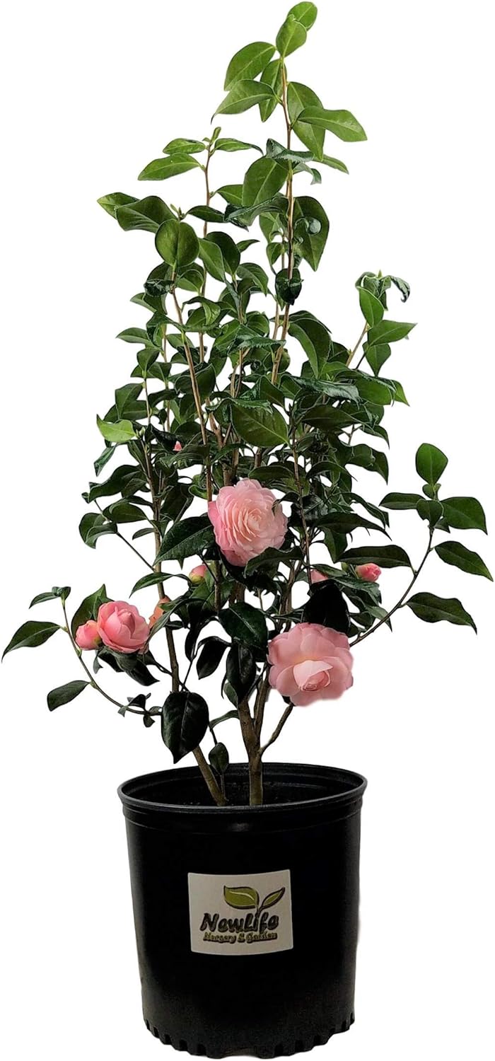 Pink Perfection Camellia Live Plant 3