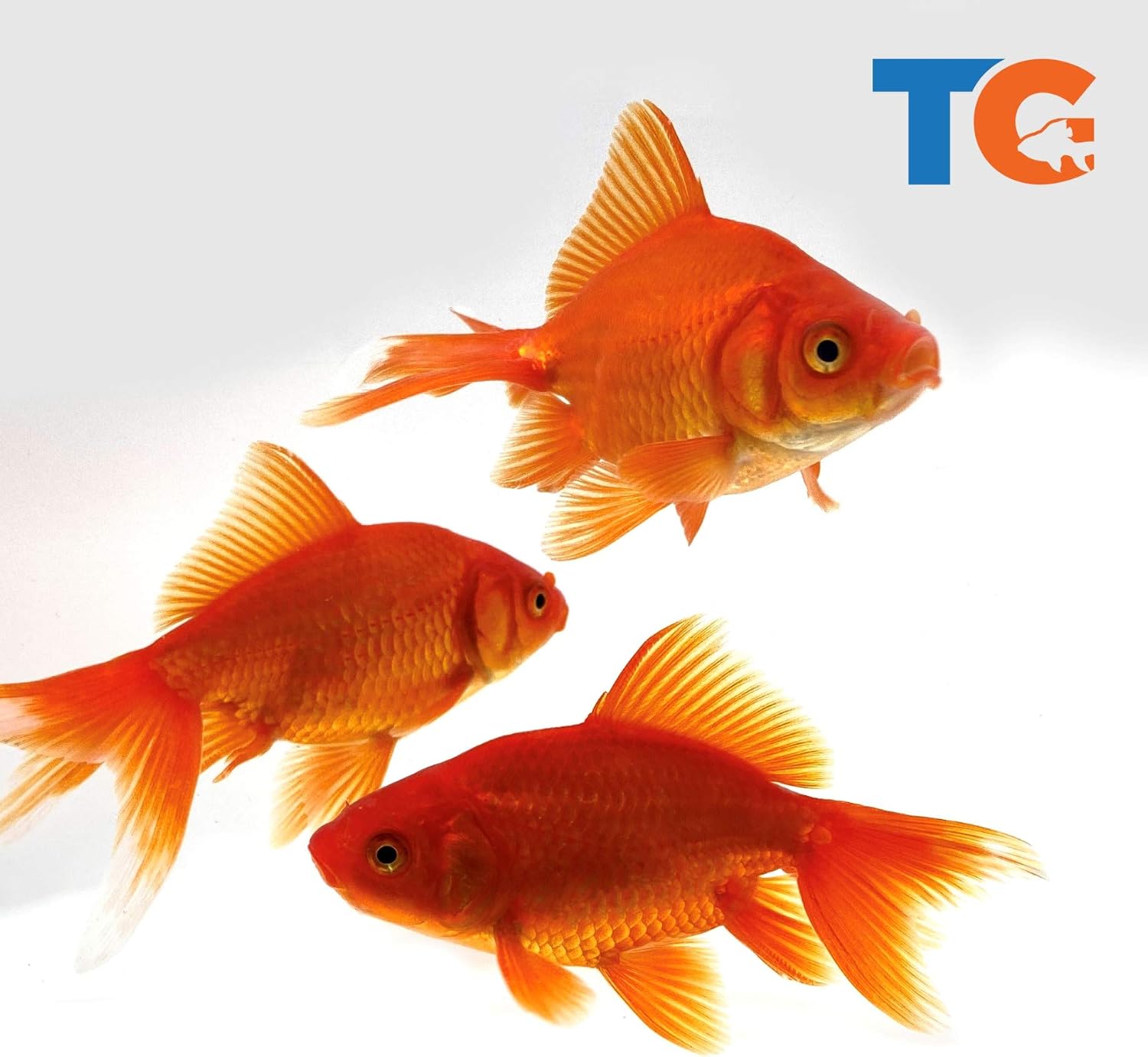 goldfish for bait near me