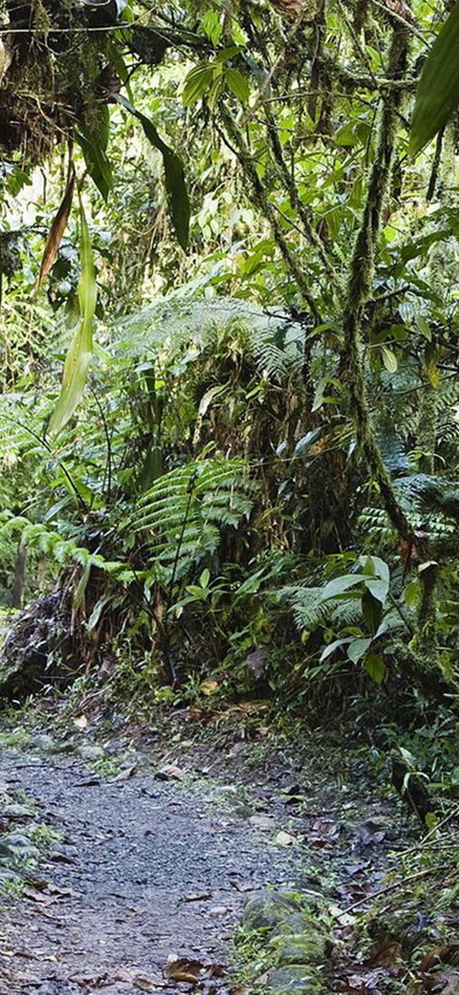 PeelitStickit, Beautiful Nature Wall Murals, ID-1383, vinyl