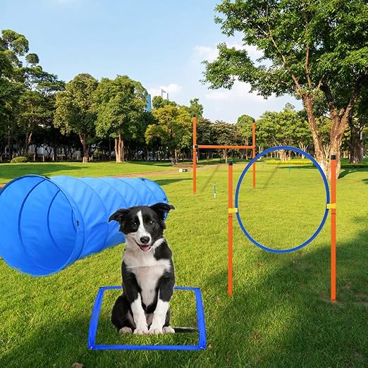 agility course for dogs amazon