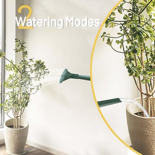 the sill money tree Money Tree Plant with Planter - Small (12"-16" tall) Cream Planter
