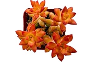 THE NEXT GARDENER.COM 2" Live Succulent 'Sedum adolphii Shooting Stars', Rare Succulent Plants Fully Rooted in Pots, Unique House Plant for DIY, Party Favor, Home Office Decoration