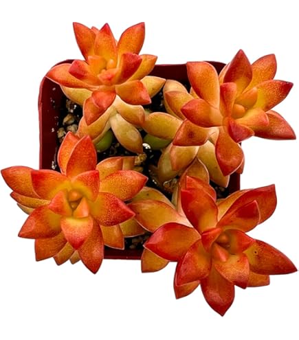 succulents terracotta pots Large Shallow Terracotta Pot – 8