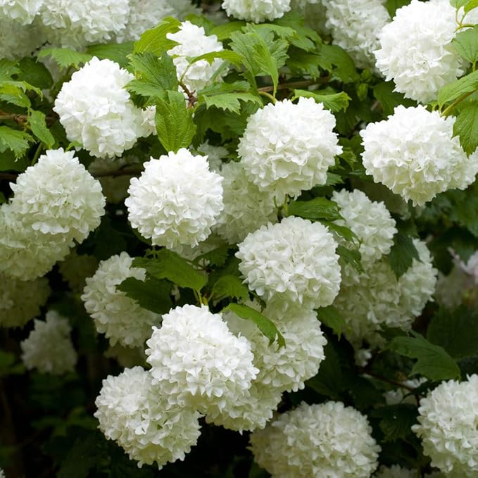 Snowball Tree Viburnum opulus 'Roseum' in a 3L Pot Amazon.co.uk