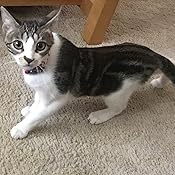 nurturecalm cat collar review