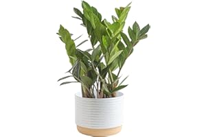 Costa Farms ZZ Live Plant in Decorative Pot, Easy to Maintain, Air Purifying Indoor Houseplant, Perfect for Home, Room, or Office Decor, Great House Warming or Birthday Gift, 12-20 Inches Tall