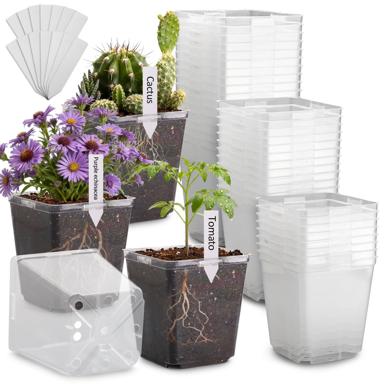 RooTrimmer 5.5 Inch Clear Square Nursery Pots with Drainage & Labels, 30Pcs Reusable Seed Starter Pots for Vegetables, Indoor Outdoor Gardening, Thick Transparent Plastic Plant Pots for Seed Starting Image