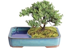 Brussel's Bonsai Live Green Mound Juniper Bonsai Tree - Medium, 5 Year, 6 to 10 Inches - Outdoor Bonsai Tree Live with Water Bonsai Pot (Not Sold in California)