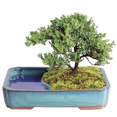 Brussels Bonsai Live Green Mound Juniper Outdoor Liberia | Ubuy