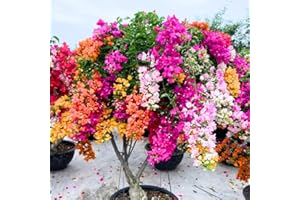 AKTRD 2 Bougainvillea Plants Live, Trailing Flowering Vines, 5-9” Tall, Well-Rooted Bougainvillea Trees for Outdoor Garden or Patio (Mix Bougainvillea)