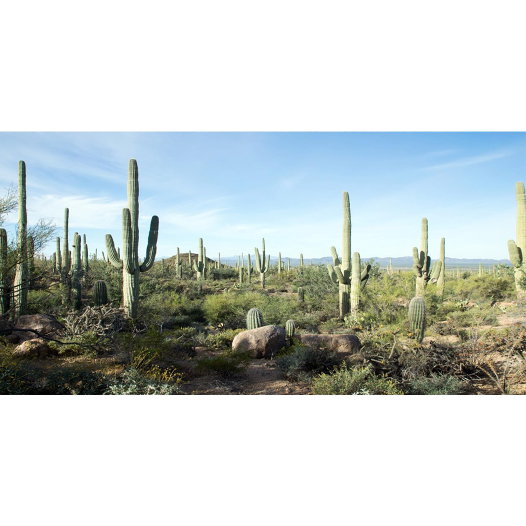 MIRRORANG 120x61cm Terrarium Background Blue Sky Desert Oasis Stone Cactus Reptile Habitat Background Durable Vinyl Background