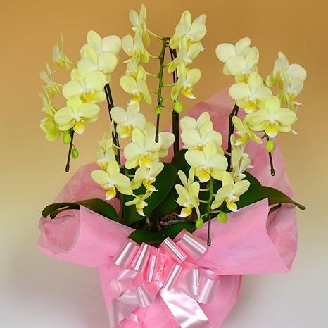 Amazon 胡蝶蘭専門店はなやか 胡蝶蘭 黄色ミディ 5本立ち ギフト 生花 生産直売 ラッピング 札は ギフトの設定 をしてください 造花 オンライン通販