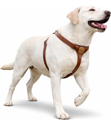 Amazon.com : Buddy Belts Leather Harness Caramel - Premium Edition