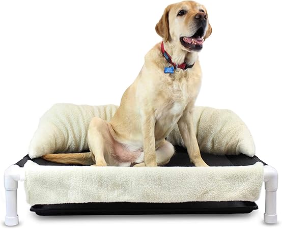 dog incontinence while sleeping