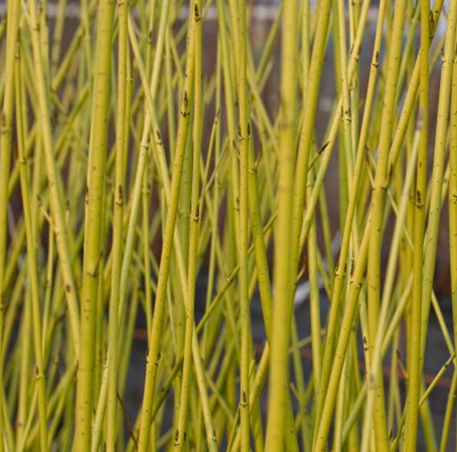 10 Yellow Dogwood Cornus Stol. 'Flaviramea' Field Grown 2-3ft (60-90cm) Hedging Plants