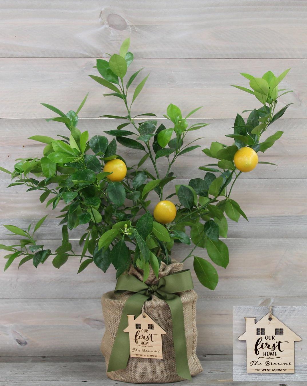 Improved Meyer Lemon Housewarming Gift Tree with Personalized Keepsake