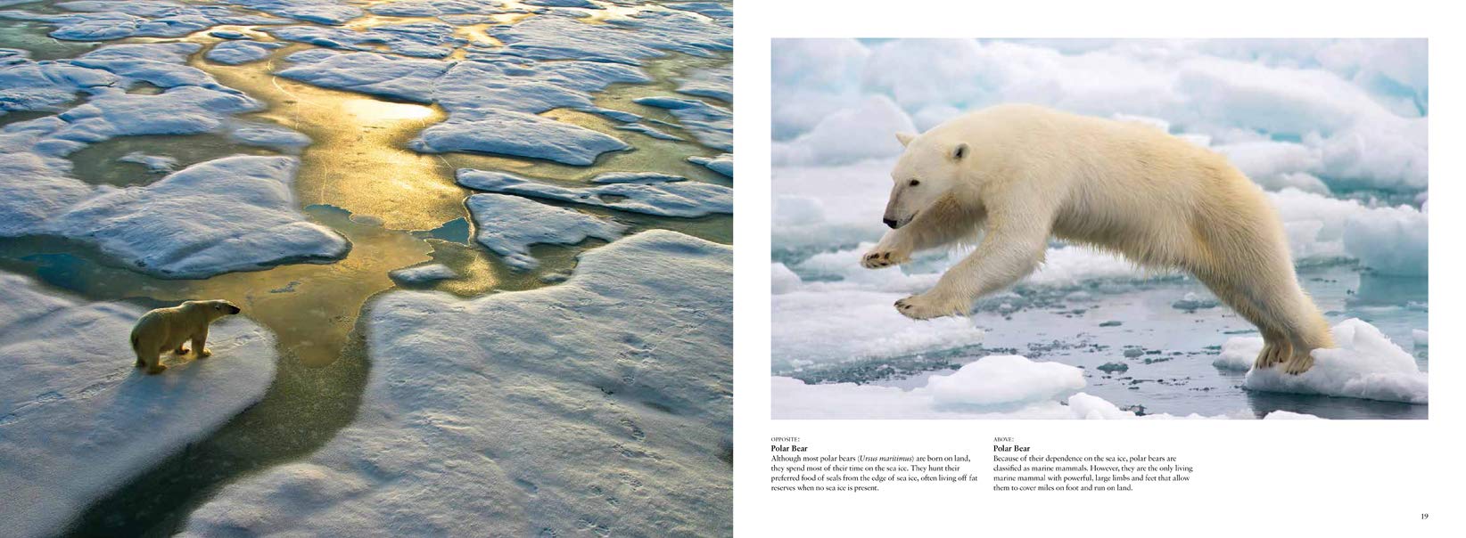 Arctic: Life inside the Arctic Circle (Travel Landscape) Arctic: Life inside the Arctic Circle (Travel Landscape) Hardcover