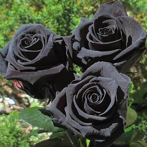 700+ Rare Black Rose Seeds for Planting in Kenya | Whizz Seeds