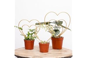 YOHSNOR Gold Hoya Heart Shaped Plant Trellis Set – 3-Piece Mini Support for Indoor & Outdoor Climbing Houseplants – Ideal for Potted Plants Like Pothos – Durable Iron Design Enhances Growth