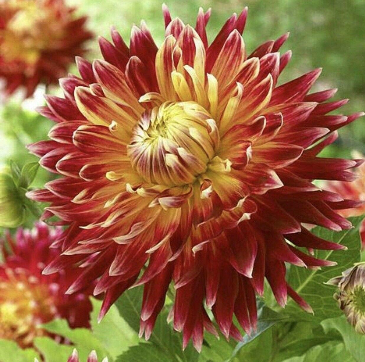 1 Akita Dahlia Large Bulb AHND-035