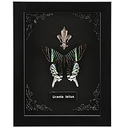 Real Butterfly Framed Butterfly Taxidermy