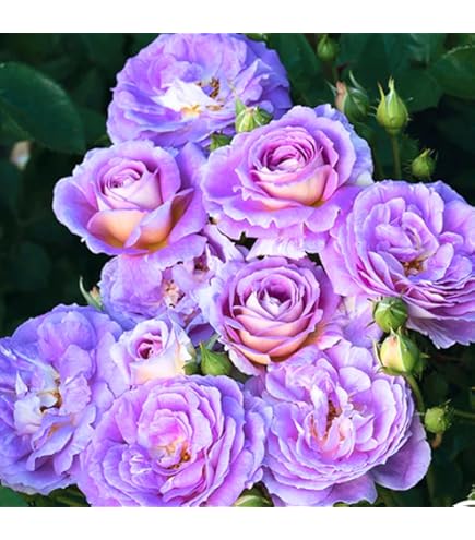 Amazon.com : Zennixplus Purple Blue Rose Big Flowering