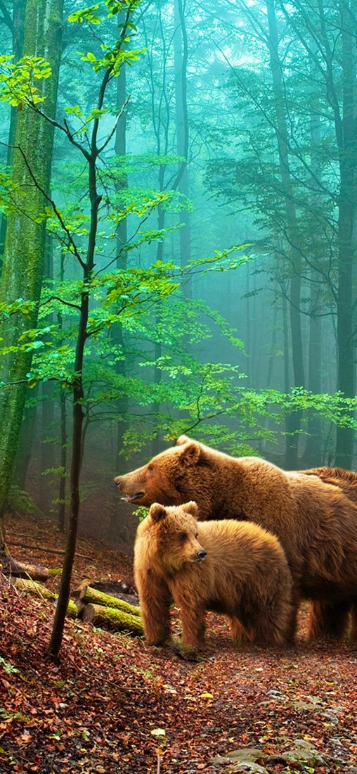 PeelitStickit Three Bear, Animal Wall Murals ID-214, vinyl