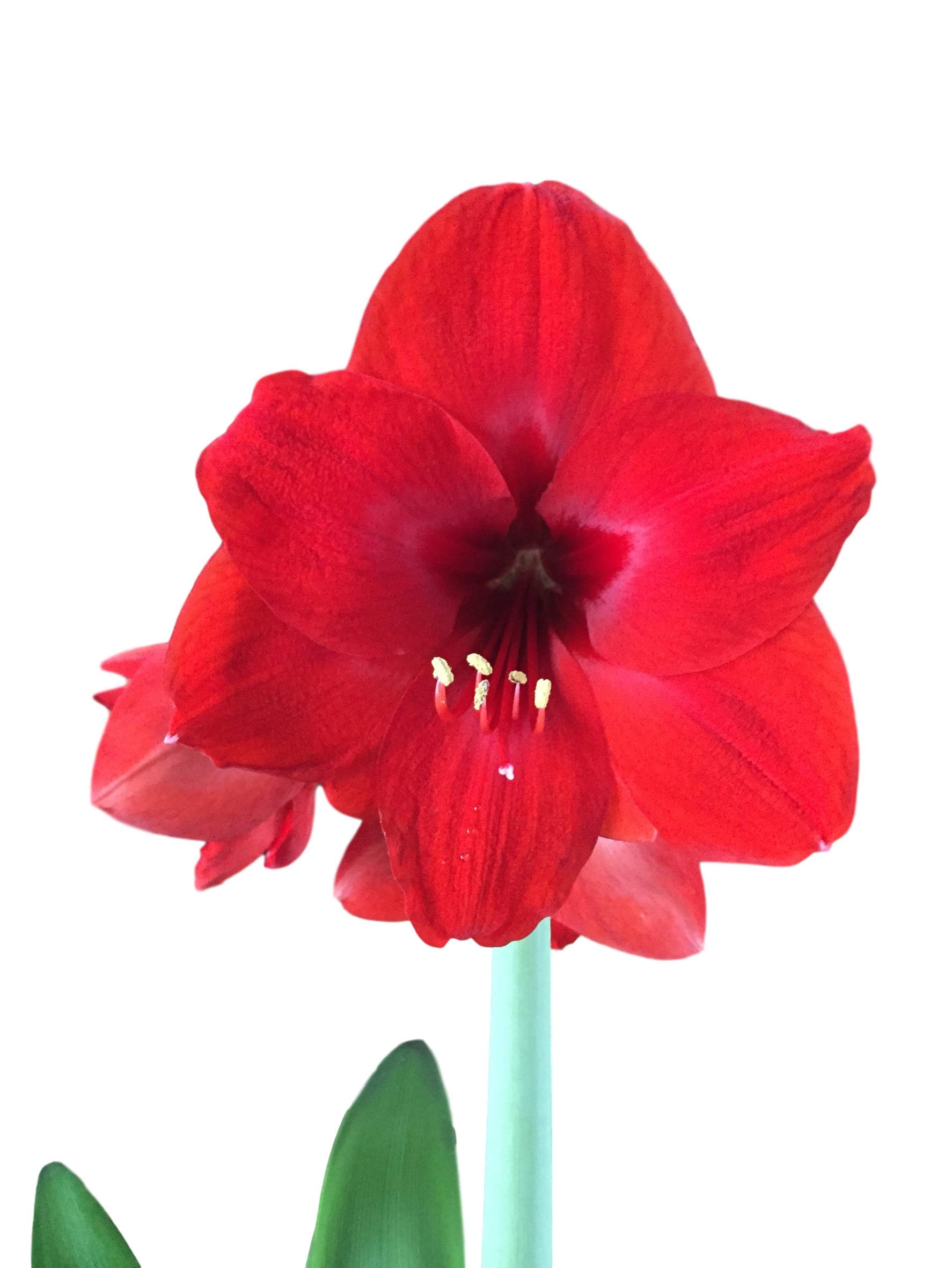 Photo 1 of 3 Red Lion Amaryllis Bulbs Special Holiday Bulk Pricing! Wonderful to Gift As-is to Your Friends, or Jazz These Bulbs up Yourself with Clever Packaging to Put Your Own Style Into Your Gift!