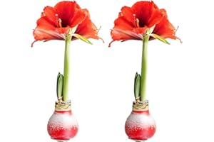 Costa Farms Amaryllis Live Plants in Bulb, Easy to Maintain Christmas or Holiday Decoration, Flowering Flowering Indoor Houseplant, Home, Room, or Office Decor, House Warming Gift, Bulb, Pack of 2