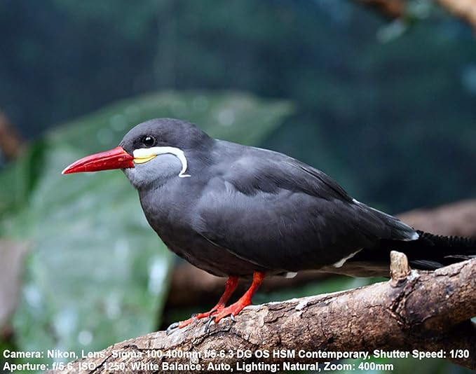 Amazon Com Sigma 100 400mm F 5 6 3 Dg Dn Os Contemporary Lens Sony E Mount Bundle With 2x 64gb Memory Cards Ir Remote 3 Piece Filter Kit Wrist Strap Card Reader Memory Card Case Tabletop