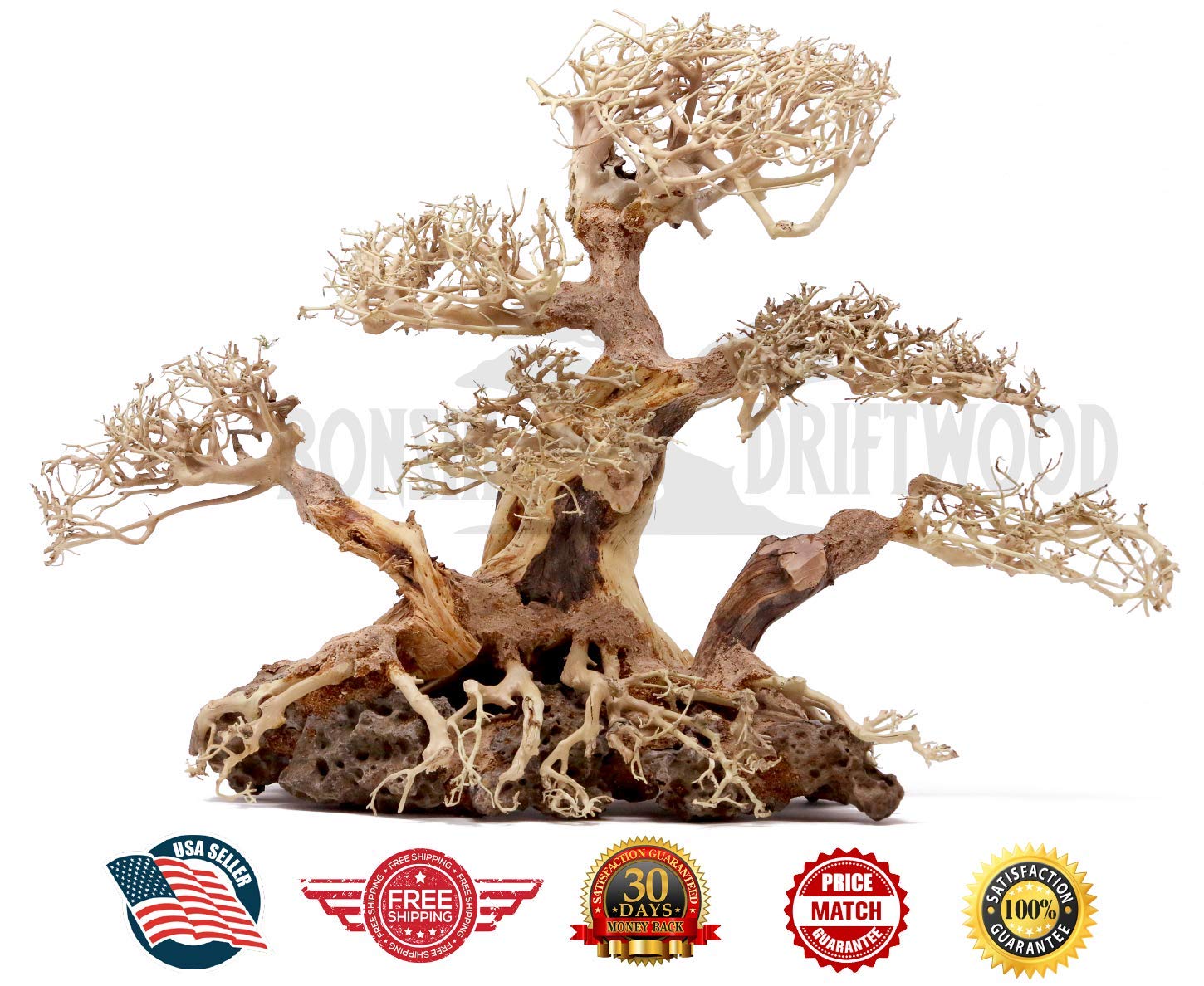 Buy Bonsai Tree Calgary - bonsai tree