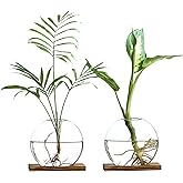 wangsdjy Glass Planter Propagation Station with Wooden Base - Clear Oblate Hydroponic Vase, Decorative Desktop Flower Vase for Home, Office, Windowsill - Gift for Plant Lovers (2)