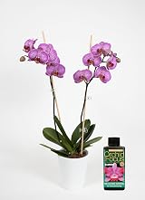 Growth Technology Orchid Focus Bloom 100ml Orchid Fertiliser view 3