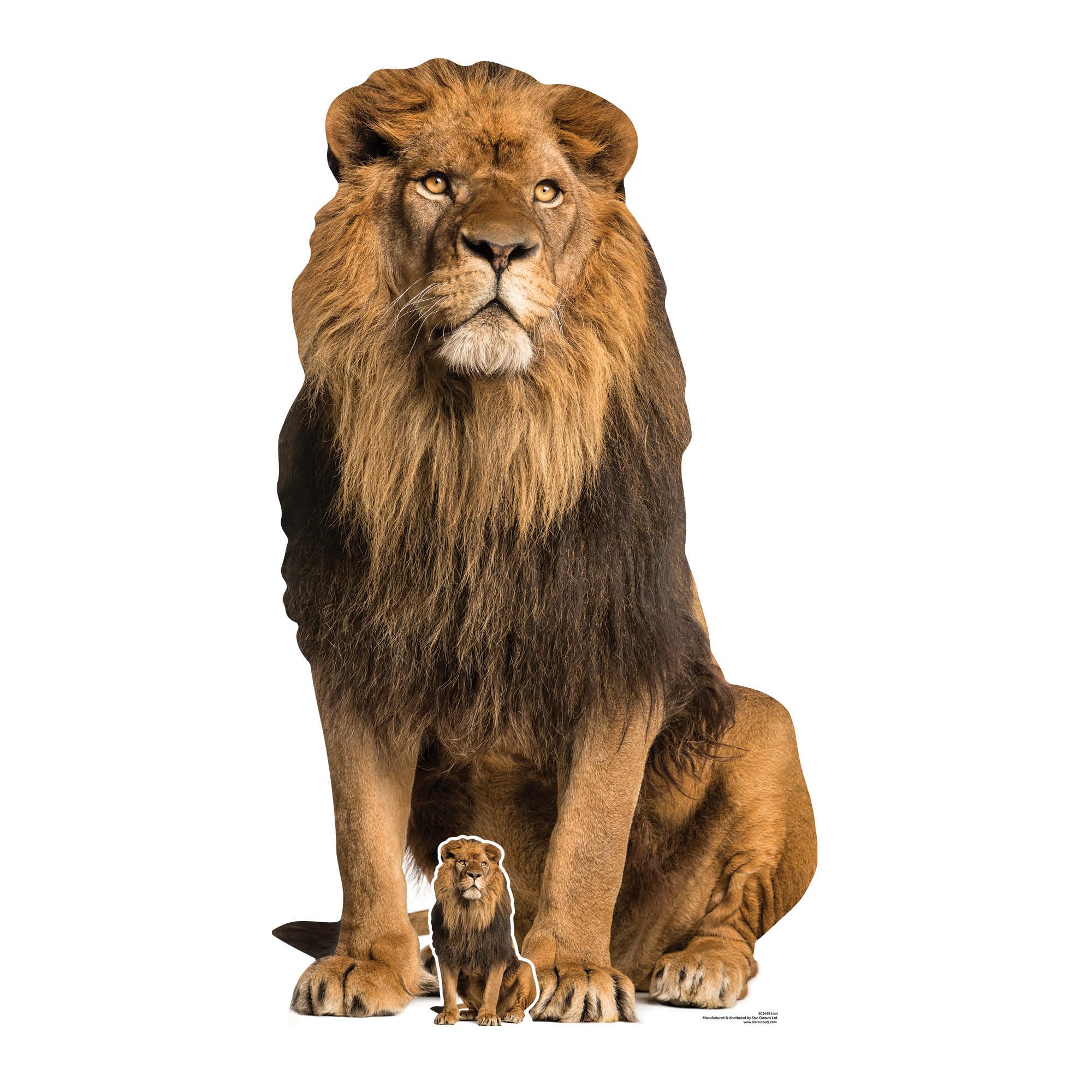 Star Cutouts SC1438 Adult Male Lion Cardboard Cutout – 155cm King of the Jungle Display | Ideal for Animal Fans, Parties & Safari Events