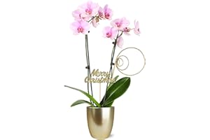 PLANTS & BLOOMS SHOP Just Add Ice SA5114 Light Pink Orchid in Gold Ceramic with Merry Christmas Pick, Live Indoor Plant, Long-Lasting Fresh Flowers, Holiday Décor or Gift, 5" Diameter, 16" Tall