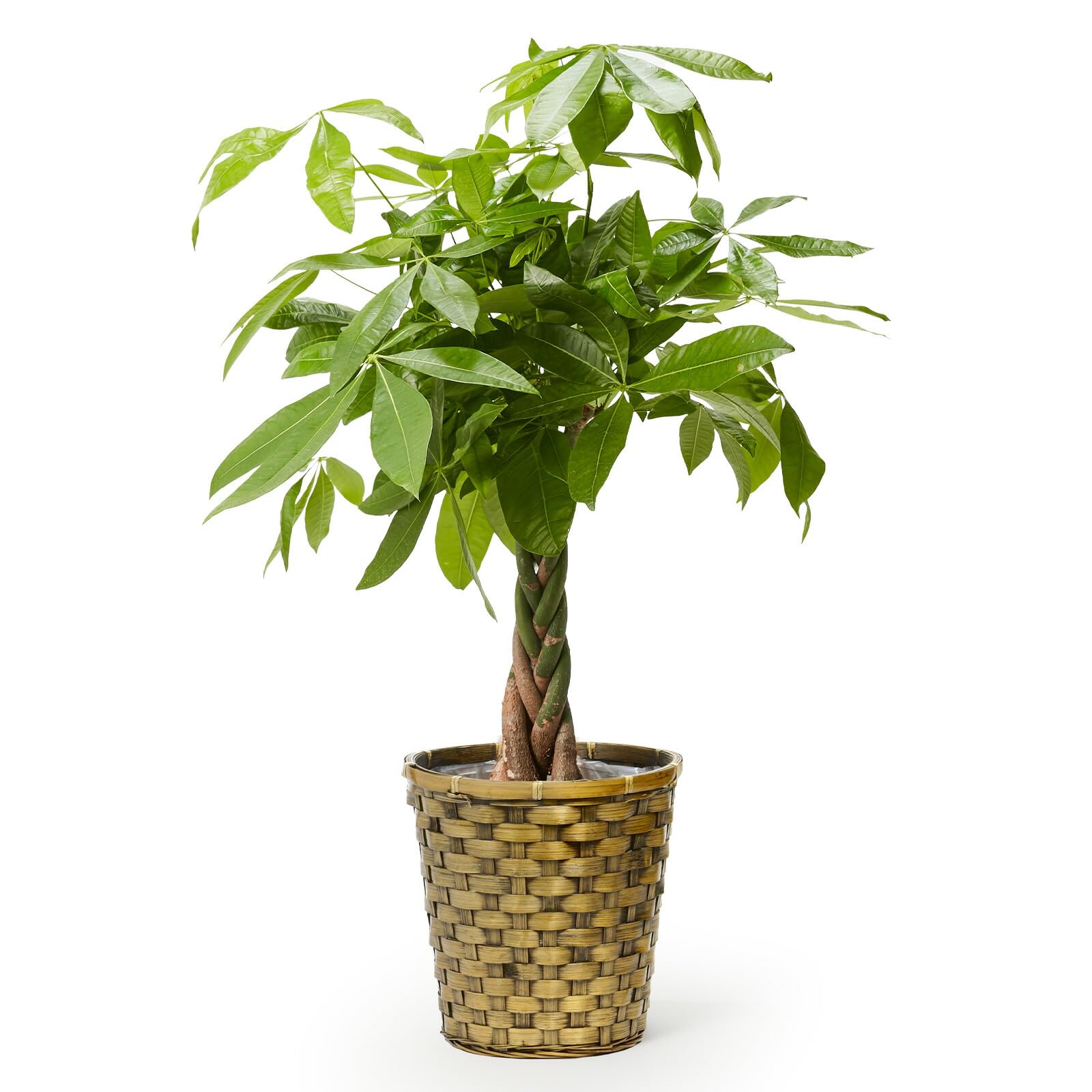 bloomee(ブルーミー) パキラ 観葉植物 (7号 木目カゴ 鉢カバー 付) 本物 大型 室内用 鉢 (金運アップ 空気浄化 風水) おしゃれ インテリア 大きい (ギフト プレゼント お祝い) 初心者でも育てやすい商品画像