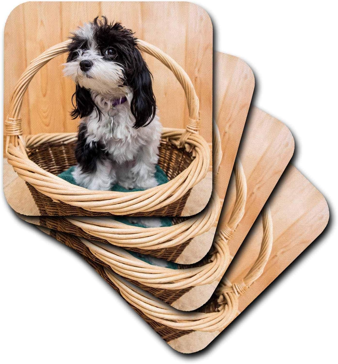 Amazon Com 3drose Maltipoo Cachorro Maltipoos Son Un Maltes De Raza Cruzada Y Un Caniche Posavasos Cst 2 Kitchen Dining Amazon Com 3drose Maltipoo Cachorro Maltipoos Son Un Maltes De Raza Cruzada Y Un Caniche Posavasos Cst 2 Kitchen Dining