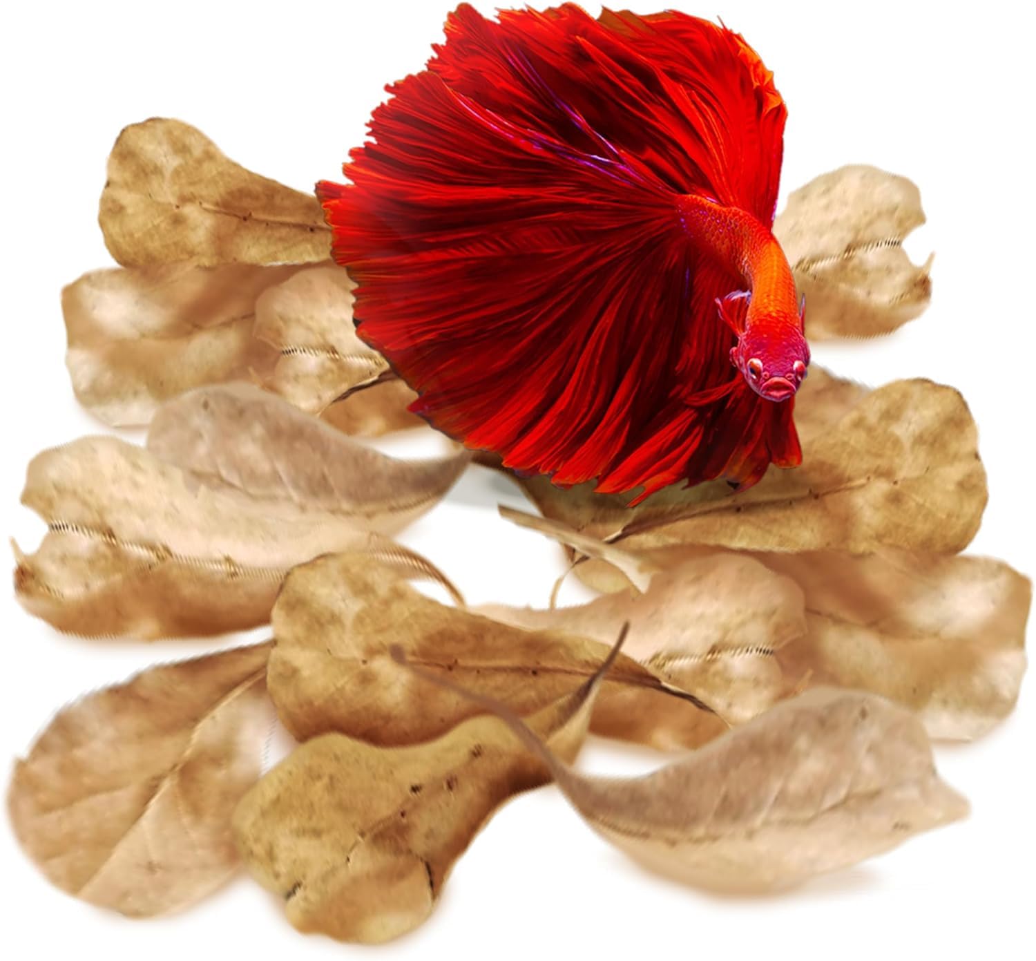 SunGrow Betta Fin Rot Medicinal Leaves, Aquarium Water Conditioner, Dried Indian Almond Leaves for Fish Tank, Create Blackwater Environment, Lower pH, Reduce Stress)