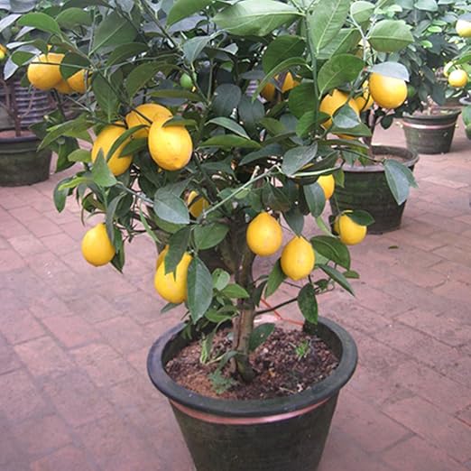 Auntwhale 10 piezas de semillas de limón: Amazon.es: Jardín