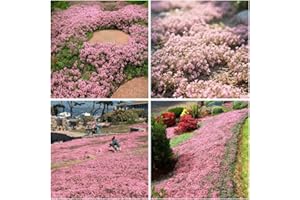 20000+ Pink Creeping Thyme Seeds for Planting Thymus Serpyllum - Heirloom Creeping Thyme Seeds Ground Cover Easy to Plant - O