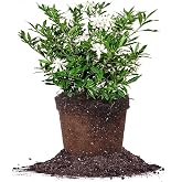 Perfect Plants Frostproof Gardenia Live Plant, 1 Gallon Pot | Fragrant creamy white blooms, zones 7-10, evergreen perennial shrub, cold hardy and great for beds