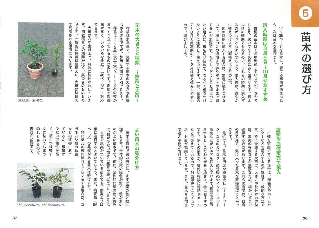 家庭でできる おいしい柑橘づくり12か月 三輪正幸 本 通販 Amazon