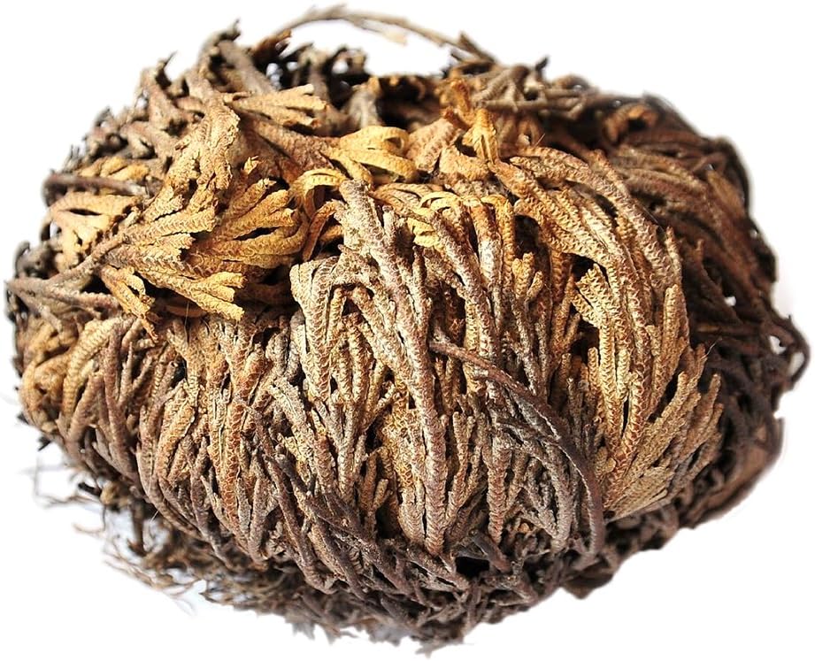 gaibian 4 Pcs Live Resurrection Plant Seeds Rose of Jericho Dinosaur Plant Air Fern Spike Selaginella Moss