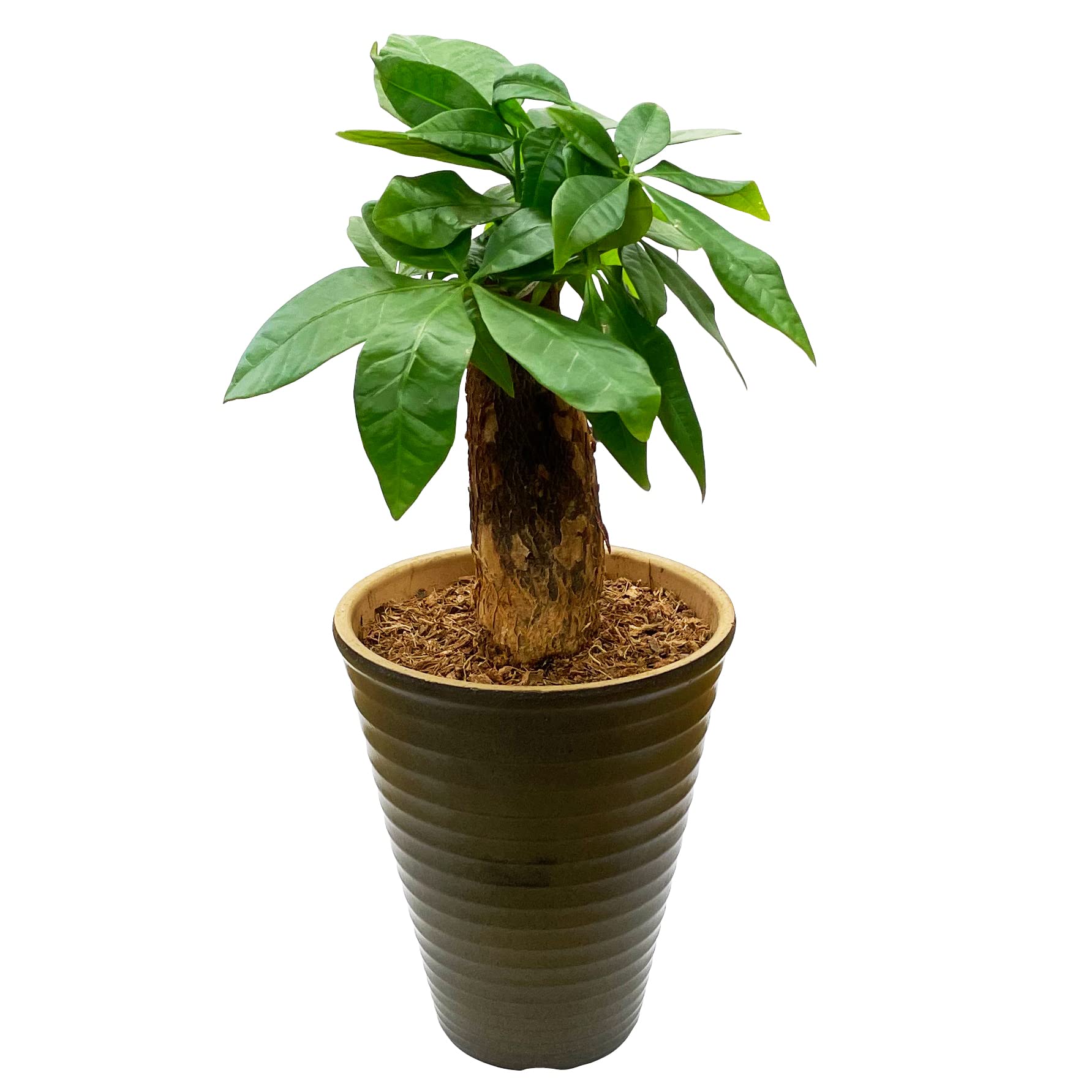 花のギフト社 パキラ 観葉植物 本物 おしゃれ ぱきら ミニ観葉植物 ミニ パキラの木 観葉商品画像