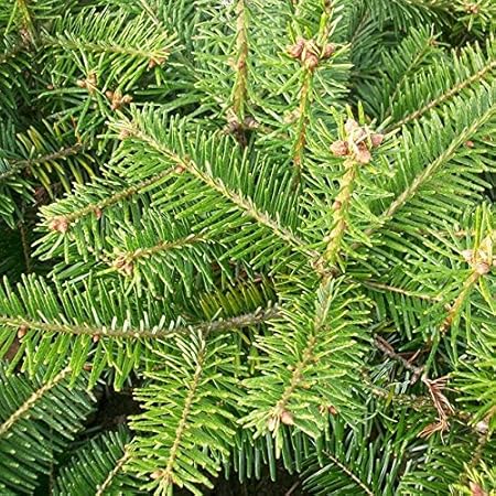 25 Stück Nordmanntanne Ambrolauri - (Abies nordmanniana Ambrolauri)Wurzelware 10-15 cm- 3 jährig