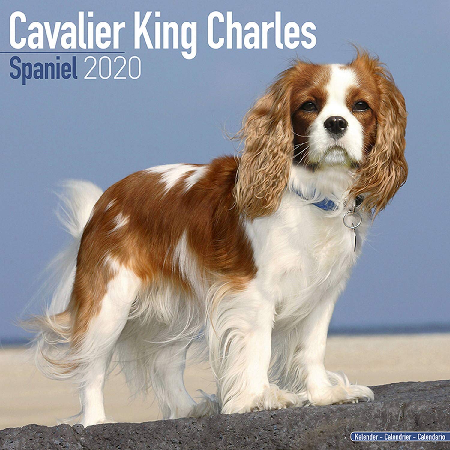 Cavalier King Charles Spaniel Calendar 2020 EBay