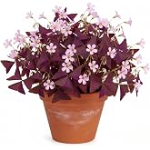 Pack of 24 Purple Shamrocks Bulbs, Oxalis Bulbs for Planting, Oxalis Triangularis Bulbs Good Luck Flower Bulbs